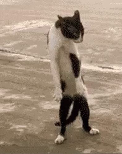 dance cat gif|funny cat dance gif.